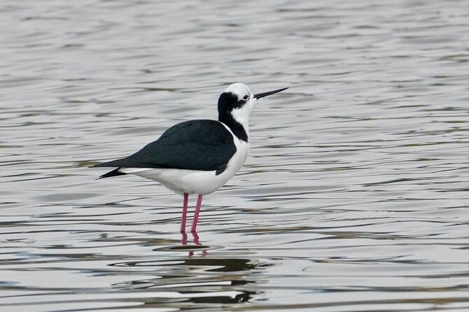 Half-Day Birdwatching Santiago: Wetland or Mountain - Batuco Wetland: freshwater birds close to Santiago