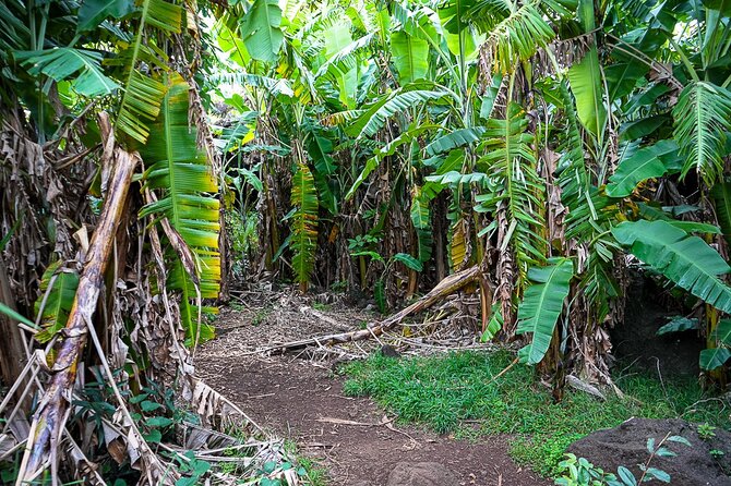 Half Day Private Tour: Caves and Volcanic Refuges - Ahu Akivi and the Seven Pacific-Facing Moai