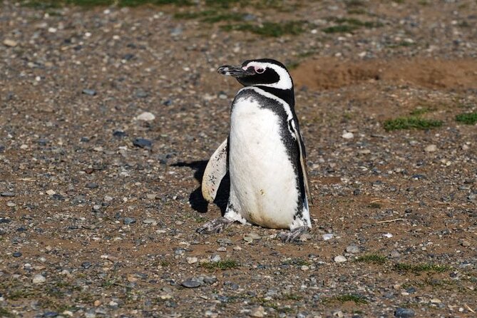 Half Day sailing Magdlena Island Penguin Colony P.Arenas October to March only - The trip from Punta Arenas to the island