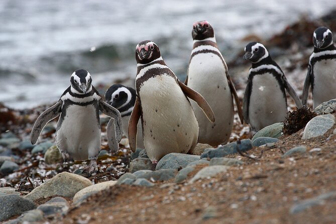Half Day sailing Magdlena Island Penguin Colony P.Arenas October to March only - What the penguin encounter feels like