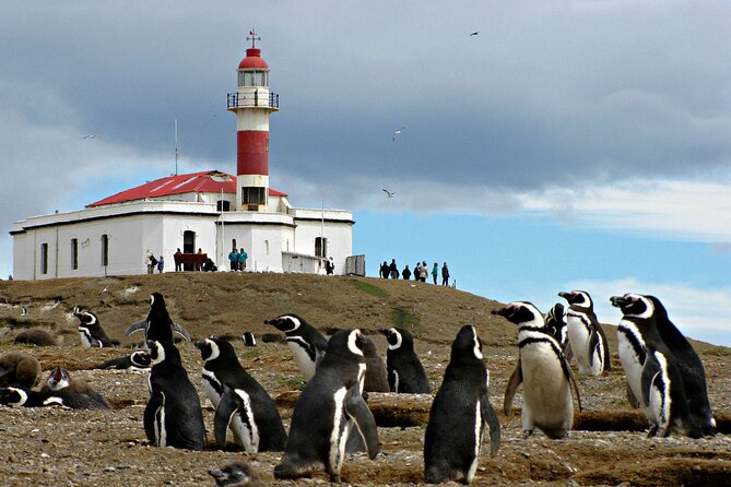Half Day sailing Magdlena Island Penguin Colony P.Arenas October to March only - Is $249 a fair price?