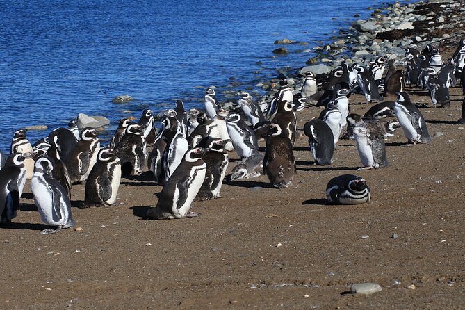 Half Day sailing Magdlena Island Penguin Colony P.Arenas October to March only - Weather, cancellations, and the real risk