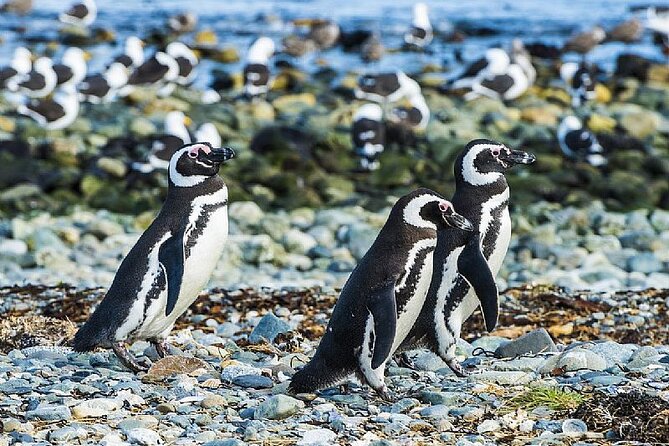 Half Day sailing Magdlena Island Penguin Colony P.Arenas October to March only - Walking on Isla Magdalena for 90 minutes