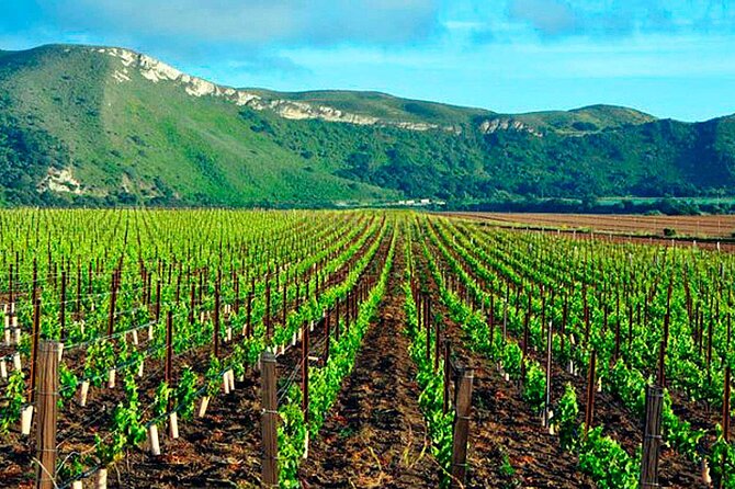 Half day Santa Rita and Undurraga Winery Tasting Tour in Santiago - Who will enjoy this winery day most