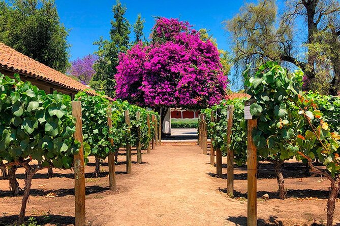 Half day Santa Rita and Undurraga Winery Tasting Tour in Santiago - Booking, cancellation, and practical checks