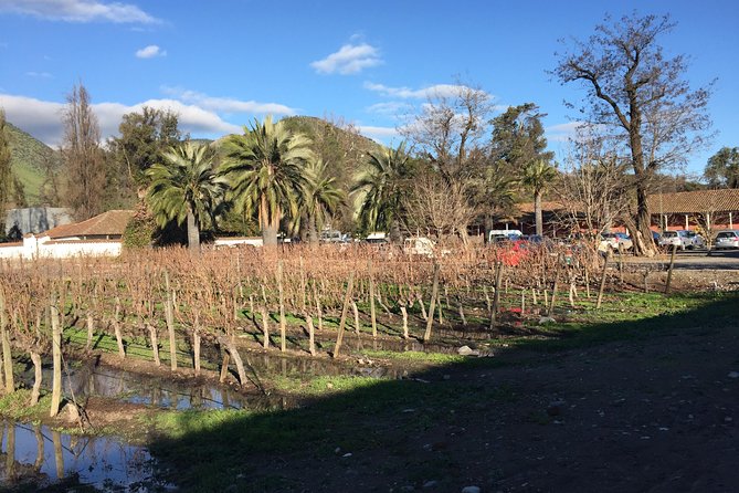 Half-Day Small-Group Santa Rita Vineyard Tour - Santa Rita’s setting and first impressions