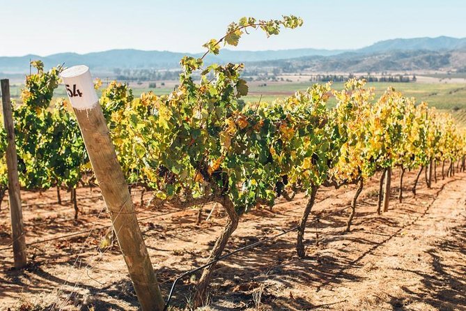 Half Day Trip to Casas del Bosque Vineyard from Santiago - Wine Tasting Included - Key points to know before you book