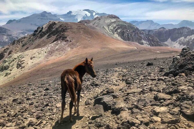 High Mountain Adventure: Full Day Private Tour from Santiago - A private guide changes the pace and the mood