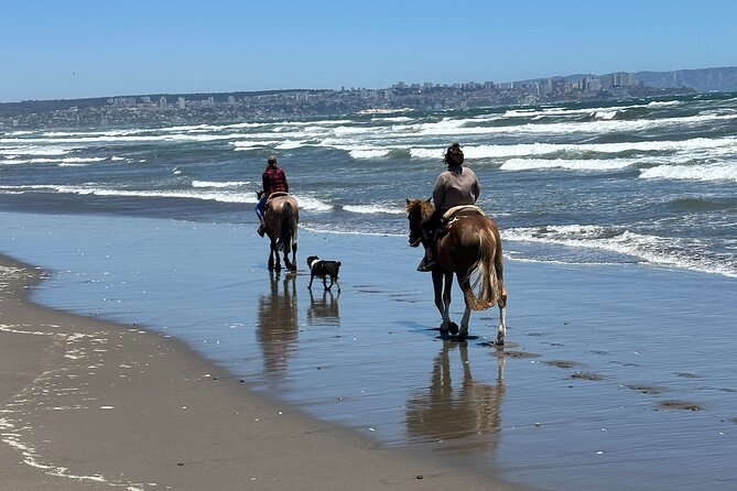 Hiking Mauco Hill & HorseRide-Ritoque Beach&Dunes From VALPARAISO - Ritoque brings sand dunes, pine trees, and horseback riding