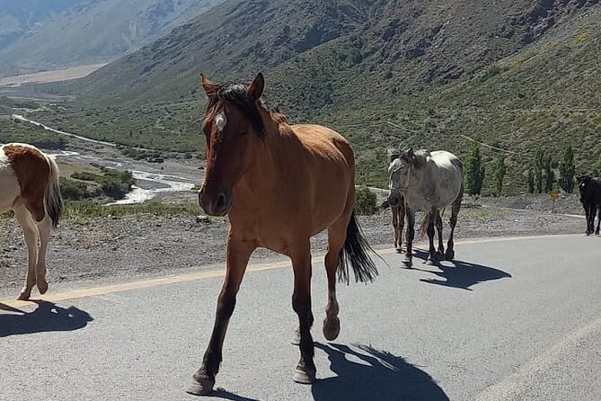 Horseback Riding in Santiago with Andes Views and Hotel Pickup - Practical Timing, Weather, and Cancellation