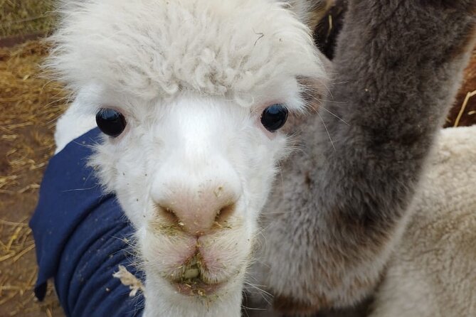 Horseback riding on beach, Winery, Alpacas, penguins & cowboyBBQ - Feeding alpacas at Quintessence Alpacas