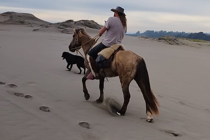 Horseback riding on beach, Winery, Alpacas, penguins & cowboyBBQ - Humboldt penguins from roughly 100 metres away