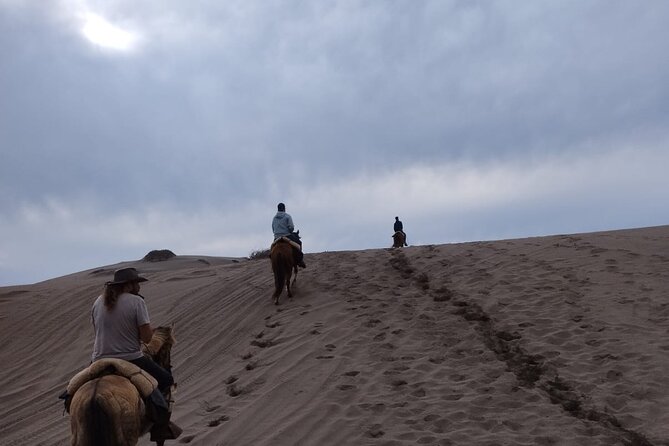 Horseback riding on beach, Winery, Alpacas, penguins & cowboyBBQ - Three hours on horseback at Ritoque