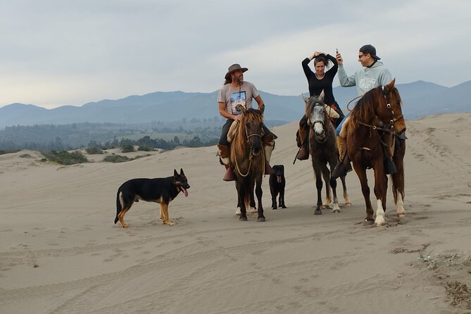 Horseback riding on beach, Winery, Alpacas, penguins & cowboyBBQ - What the private vehicle and guide add