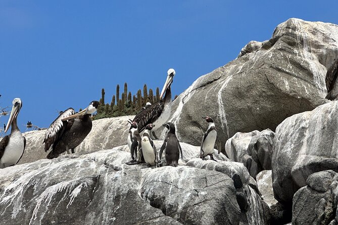 Horseback riding on beach, Winery, Alpacas, penguins & cowboyBBQ - Casablanca begins with four Chilean wines