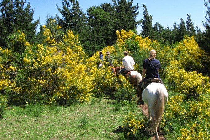 Horseback Trailride Excursion - Pastures, single trails, and the Liucura River