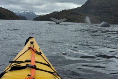 Kayaking with Whales and Wildlife Watching From Punta Arenas