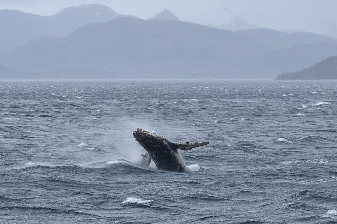 Kayaking with Whales and Wildlife Watching From Punta Arenas - Searching Francisco Coloane Marine Park for whales