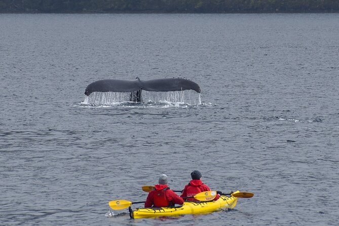 Kayaking with Whales and Wildlife Watching From Punta Arenas - Three hours kayaking in the Barbara Channel
