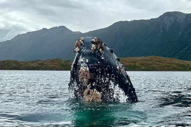 Kayaking with Whales and Wildlife Watching From Punta Arenas - When kayaking may not happen