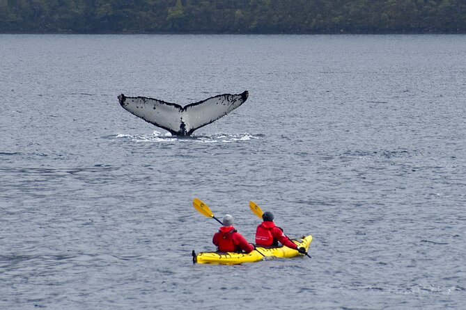 Kayaking with Whales and Wildlife Watching From Punta Arenas - Guides, equipment, and how the day feels