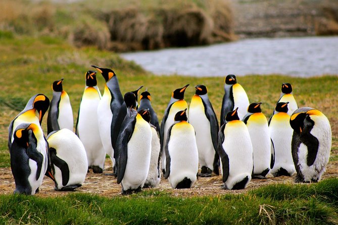 King Penguin Nature Reserve - Tierra del Fuego Island - Key points before you book