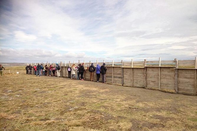 King Penguin Nature Reserve - Tierra del Fuego Island - Estancia San Gregorio, a short look at the old sheep economy