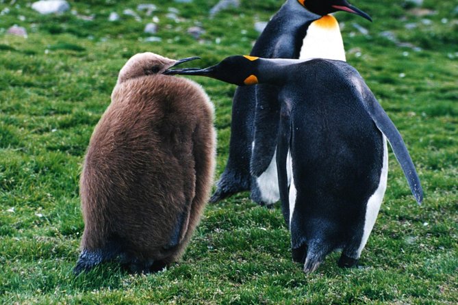 King Penguin & Tierra del Fuego Tour - Why the King Penguin colony is worth the effort
