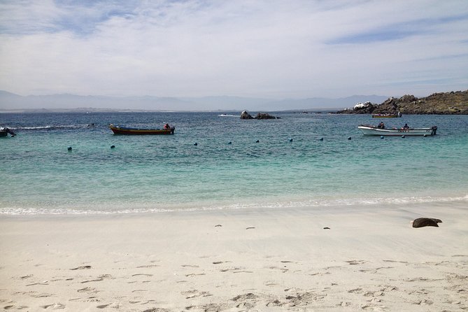 La Serena: Full day to Isla Damas & Humbolt Pinguino National Reserve - Key points to know before booking