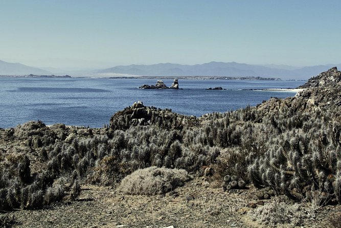 La Serena: Full day to Isla Damas & Humbolt Pinguino National Reserve - Damas Island and its white sand beaches