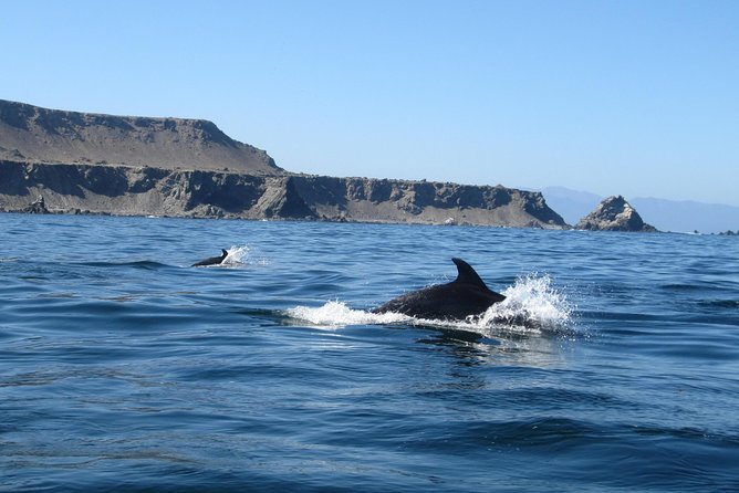 La Serena: Full day to Isla Damas & Humbolt Pinguino National Reserve - Seafood lunch at a typical local restaurant