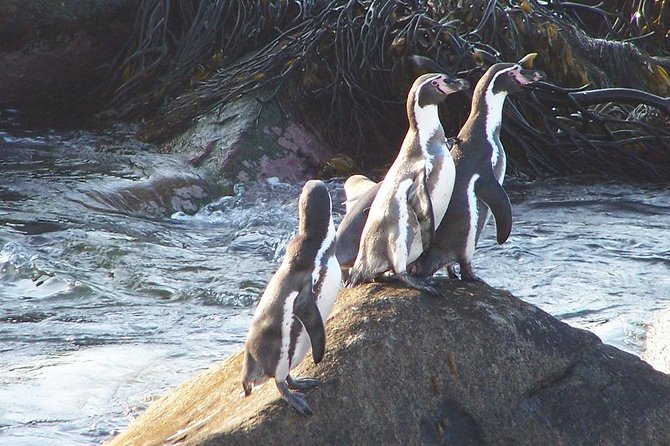La Serena: Full day to Isla Damas & Humbolt Pinguino National Reserve - Three islands and a chance at dolphins