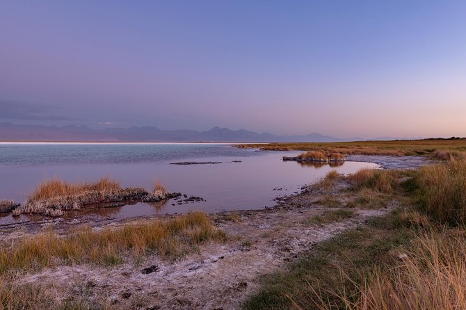 Lagoons in Atacama Salt Flat - Half Day - Typical Tour - San Pedro de Atacama - Laguna Cejar: the desert’s improbable swimming hole