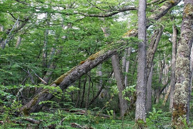 Magallanes National Reserve Hiking from Punta Arenas - Why this short Punta Arenas hike is worth considering