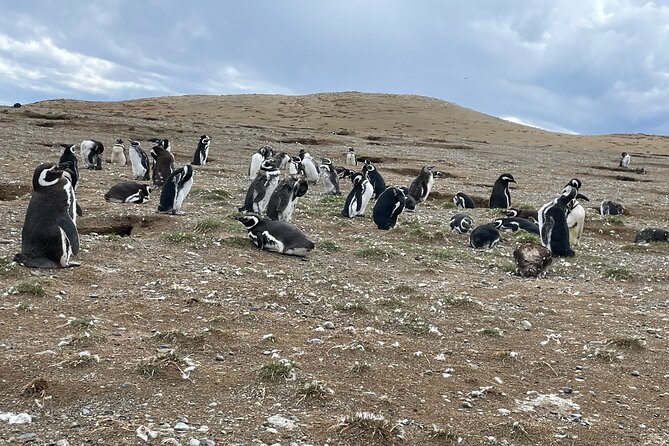 Magdalena Island Navigation - Key points to know before you book
