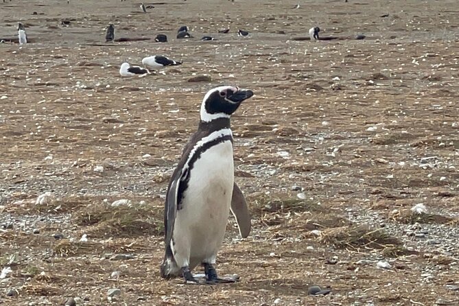 Magdalena Island Navigation - Walking among the penguins on the island
