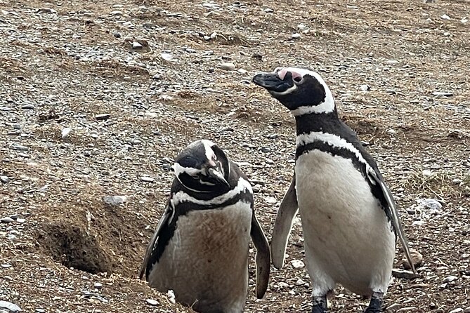 Magdalena Island Navigation - Guides who add meaning to the wildlife