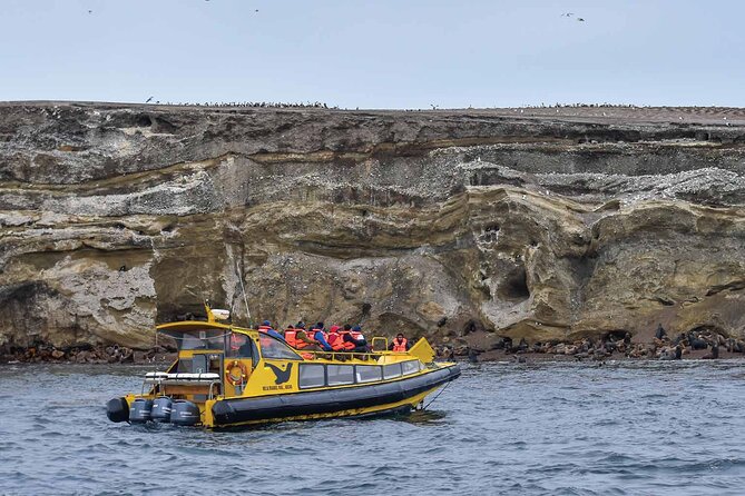 Magdalena Island Penguin Boat Tour and Marta Island - Key points to know before you book
