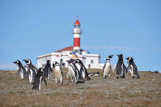 Magdalena Island Penguin Boat Tour and Marta Island - An early Punta Arenas departure at 6:15 a.m.