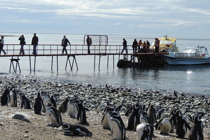 Magdalena Island Penguin Boat Tour and Marta Island - Returning to Punta Arenas before lunch