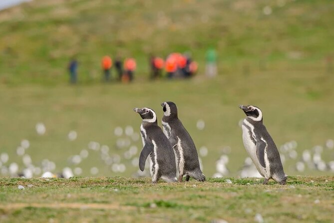Magdalena Island Penguin Boat Tour and Marta Island - Is $162 a fair price?