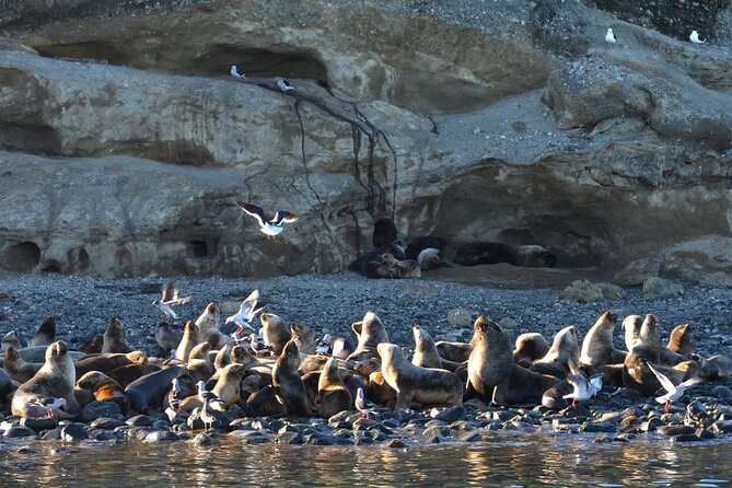 Magdalena Island Penguin Boat Tour and Marta Island - Who will enjoy this morning most?