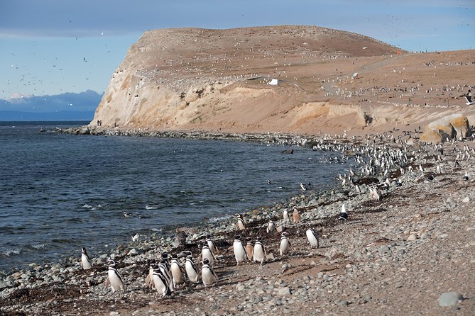Magdalena Island Penguin Tour by Boat from Punta Arenas - Why Magdalena Island matters