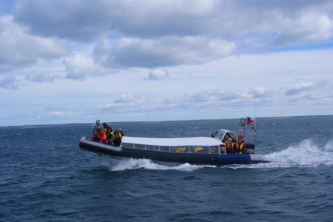 Magdalena Island Penguin Tour by Boat from Punta Arenas - What the $160 price gets you