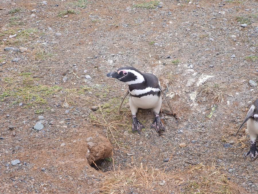 Magdalena Island: Walk with the penguins - The 90-minute catamaran crossing