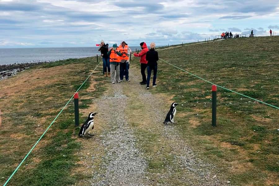 Magdalena Island: Walk with the penguins - Meeting at Muelle Prat in Punta Arenas