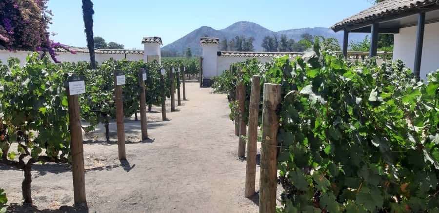 Maipo Valley: Private Full-Day Wine Tour - Should You Book the Maipo Valley Tour?