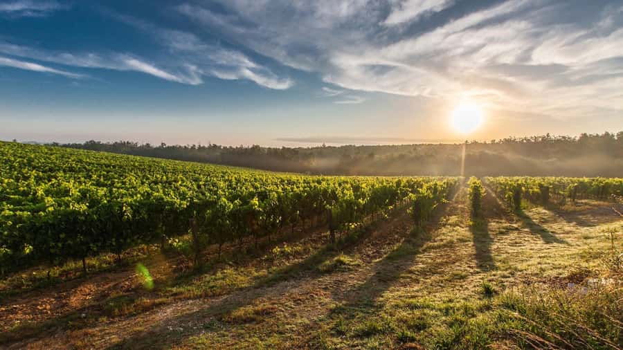 Maipo Valley: Private Full-Day Wine Tour - What the $220 Price Buys You
