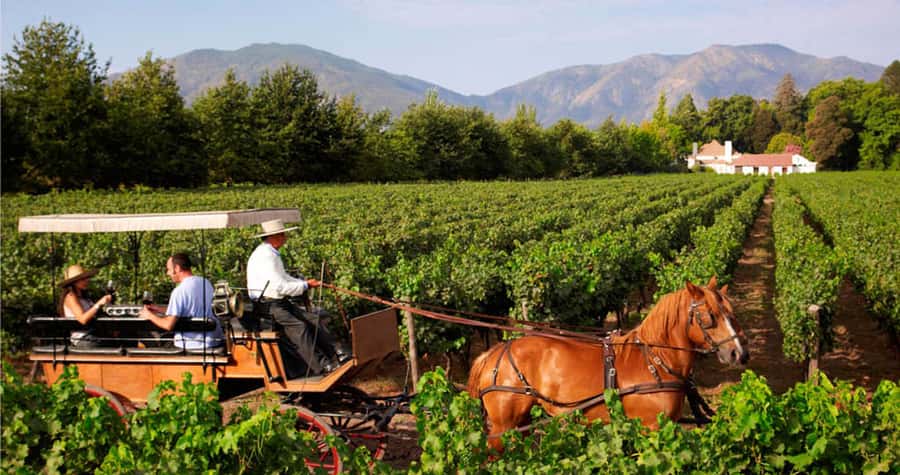 Maipo Valley: Private Full-Day Wine Tour - Guide Languages and Group Size