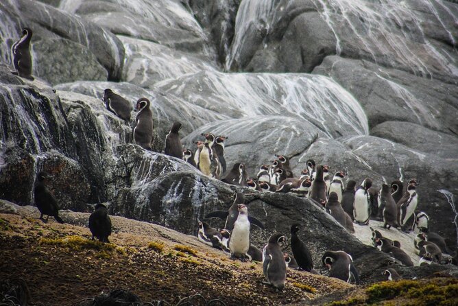 Marine life & flavors of the Pacific Full Day Private Tour - Penguin sightings and an important clarification